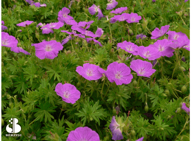 Geranium sanguineum